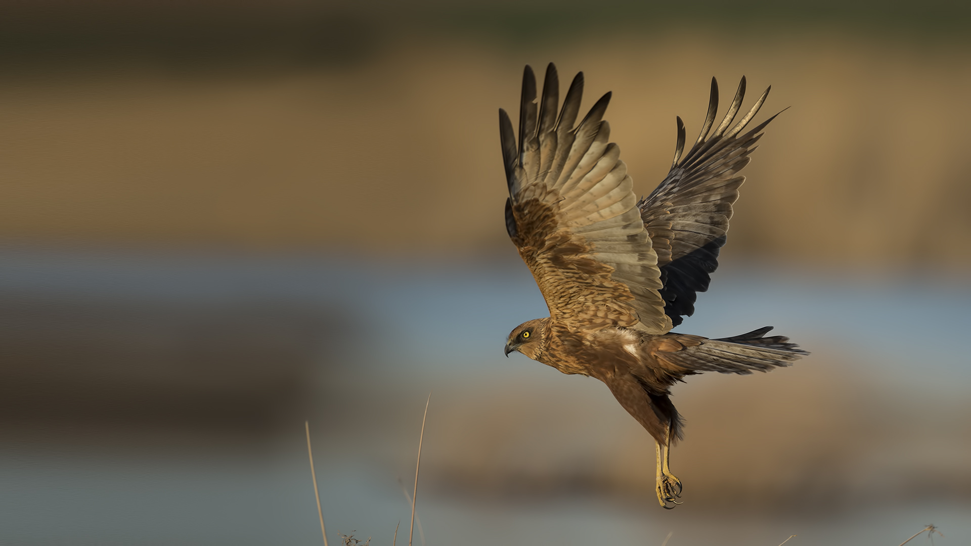 Eurasian Marsh-Harrier